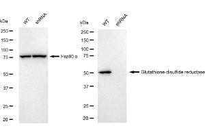 Western blotting analysis using Glutathione-disulfide reductase antibody (ABIN7798754).