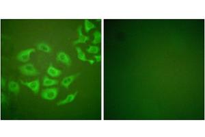 Immunofluorescence analysis of HepG2 cells, using MMP-10 antibody. (MMP10 Antikörper  (C-Term))