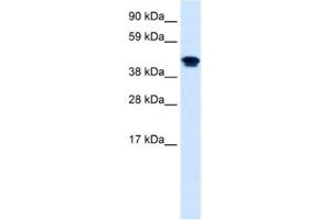 Western Blotting (WB) image for anti-Nuclear Receptor Subfamily 1, Group H, Member 4 (NR1H4) antibody (ABIN2460781) (NR1H4 Antikörper)