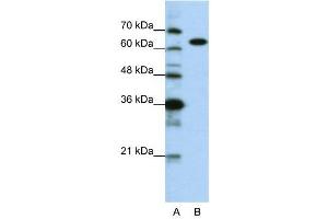 WB Suggested Anti-KARS  Antibody Titration: 0.