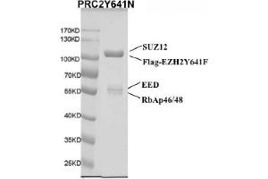 Recombinant PRC2 EZH2(Y641N) Complex gel. (PRC2 EZH2 (full length), (Tyr641Asn-Mutant) protein (DYKDDDDK Tag))