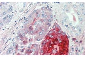 Detection of PP in Human Pancreas Tissue using Polyclonal Antibody to Pancreatic Polypeptide (PP) (PPY Antikörper  (AA 30-87))