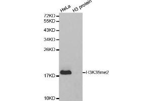 Western Blotting (WB) image for anti-Histone 3 (H3) (H3K36me2) antibody (ABIN6219524) (Histone 3 Antikörper  (H3K36me2))