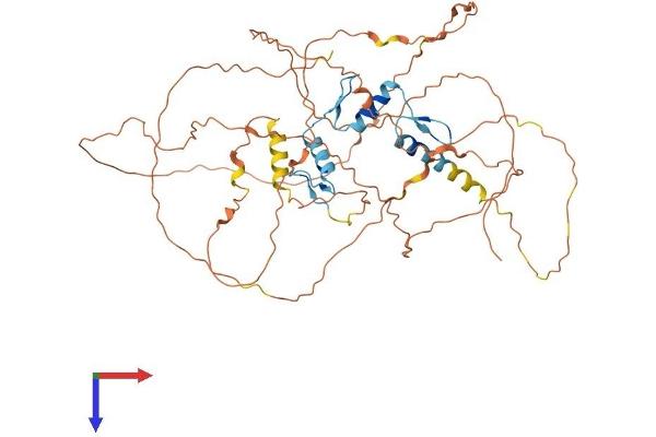 EGR1 Protein (AA 1-533) (His tag)