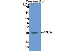 Western Blotting (WB) image for anti-Nitric Oxide Synthase 1, Neuronal (NOS1) (AA 455-601) antibody (ABIN1860027) (NOS1 Antikörper  (AA 455-601))