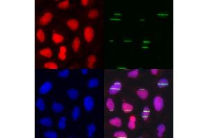 Immunofluorescence analysis of U2OS cell using POLE3 antibody. (POLE3 Antikörper)