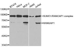 Western blot analysis of extracts of various cell lines, using RANGAP1 antibody. (RANGAP1 Antikörper  (AA 398-587))