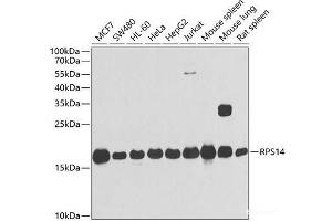 Western blot analysis of extracts of various cell lines using RPS14 Polyclonal Antibody at dilution of 1:1000. (RPS14 Antikörper)