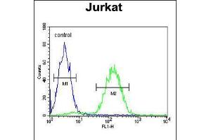 Flow cytometric analysis of Jurkat cells (right histogram) compared to a negative control cell (left histogram). (MAGEA3 Antikörper  (C-Term))