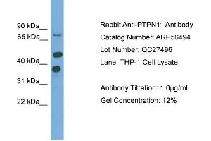 WB Suggested Anti-PTPN11  Antibody Titration: 0.