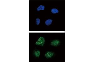 Confocal immunofluorescent analysis of Neurogenin3 Antibody (N-term) (ABIN388770 and ABIN2839081) with NCI- cell followed by Alexa Fluor 488-conjugated goat anti-rabbit lgG (green). (Neurogenin 3 Antikörper  (N-Term))