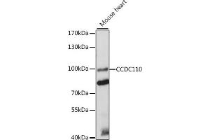 Western blot analysis of extracts of mouse heart, using CCDC110 antibody (ABIN7266432) at 1:1000 dilution. (CCDC110 Antikörper  (AA 1-300))
