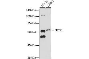 Western blot analysis of extracts of various cell lines, using NOX1 antibody (ABIN6133827, ABIN6144746, ABIN6144748 and ABIN6215916) at 1:500 dilution. (NOX1 Antikörper  (AA 200-300))