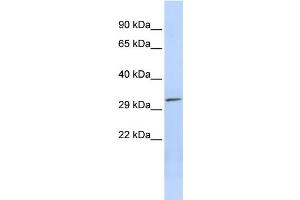 Western Blotting (WB) image for anti-Pyridoxal (Pyridoxine, Vitamin B6) Phosphatase (PDXP) antibody (ABIN2459989) (PDXP Antikörper)