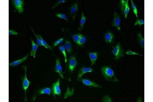 Immunofluorescent analysis of Hela cells using ABIN7166485 at dilution of 1:100 and Alexa Fluor 488-congugated AffiniPure Goat Anti-Rabbit IgG(H+L) (MAS1 Antikörper  (AA 285-325))