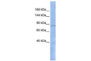 Western Blotting (WB) image for anti-Regulatory Factor X, 1 (Influences HLA Class II Expression) (RFX1) (N-Term) antibody (ABIN2780453)