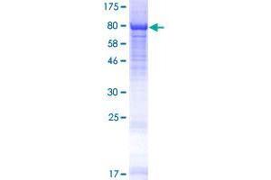 DCAF11 Protein (AA 1-546) (GST tag)