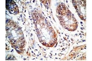 Human colon tissue was stained by Rabbit Anti-PYY (1-36)-Gly (R,M,C,P) Antiserum (Peptide YY (PYY) -Gly (AA 1-36) Antikörper)