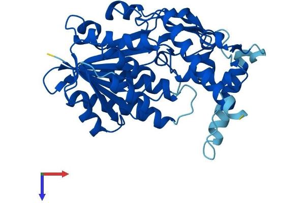 HSD3B2 Protein (AA 1-372) (His tag)
