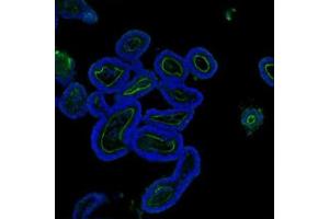 IF analysis of Villin using anti-Villin antibody (ABIN3042343). (Villin 1 Antikörper  (C-Term))