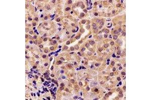 Immunohistochemical analysis of AK4 staining in rat kidney formalin fixed paraffin embedded tissue section.