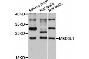 Western blot analysis of extracts of various cell lines, using MBD3L1 antibody (ABIN6293894) at 1:3000 dilution. (MBD3L1 Antikörper)