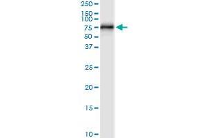 Immunoprecipitation of CEP57 transfected lysate using anti-CEP57 MaxPab rabbit polyclonal antibody and Protein A Magnetic Bead , and immunoblotted with CEP57 purified MaxPab mouse polyclonal antibody (B01P) . (CEP57 Antikörper  (AA 1-500))