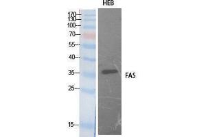 Western Blotting (WB) image for anti-TNF Receptor Superfamily, Member 6 (FAS) (Internal Region) antibody (ABIN3181066) (FAS Antikörper  (Internal Region))