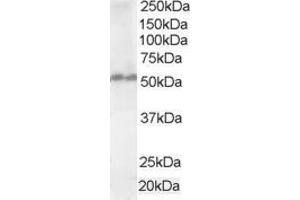 Western Blotting (WB) image for anti-Fas Associated Factor Family Member 2 (FAF2) (C-Term) antibody (ABIN2465665) (FAF2 Antikörper  (C-Term))