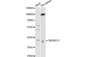 Western blot analysis of extracts of various cell lines, using TMEM173 antibody (ABIN5999064) at 1/1000 dilution. (STING/TMEM173 Antikörper)