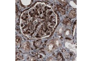 Immunohistochemical staining (Formalin-fixed paraffin-embedded sections) of human kidney with ZYX monoclonal antibody, clone CL2502  shows strong membranous and moderate cytoplasmic immunoreactivity in renal glomeruli and tubule. (ZYX Antikörper)