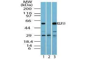 Image no. 1 for anti-Kruppel-Like Factor 15 (KLF15) (AA 100-150) antibody (ABIN960246) (KLF15 Antikörper  (AA 100-150))