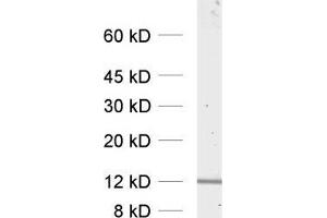 dilution: 1 : 1000, sample: HELA cell lysate (VAMP8 Antikörper  (Cytoplasmic Domain))