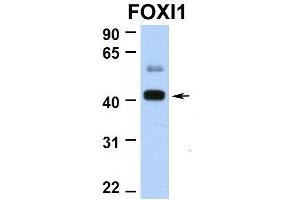 Hum. (FOXI1 Antikörper  (N-Term))