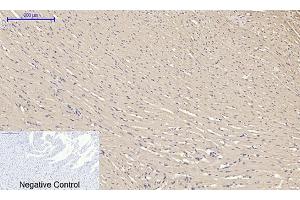 Immunohistochemical analysis of paraffin-embedded rat heart tissue. (alpha Tubulin Antikörper  (AA 380-460))
