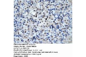 Human Liver (MAPK14 Antikörper  (C-Term))