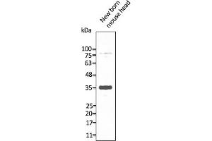 Western Blotting (WB) image for anti-Neuropeptide Y Receptor Y2 (NPY2R) (C-Term) antibody (ABIN7273070) (NPY2R Antikörper  (C-Term))
