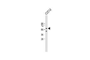 Anti-X7 Antibody (C-term) at 1:2000 dilution + C2C12 whole cell lysate Lysates/proteins at 20 μg per lane. (PAX7 Antikörper  (C-Term))