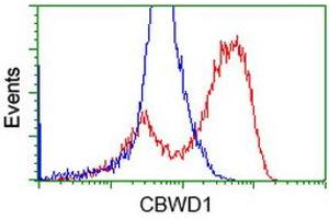 HEK293T cells transfected with either RC222790 overexpress plasmid (Red) or empty vector control plasmid (Blue) were immunostained by anti-CBWD1 antibody (ABIN2452883), and then analyzed by flow cytometry. (CBWD1 Antikörper)