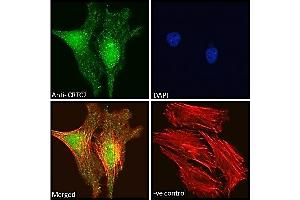 Immunofluorescence (IF) image for anti-CREB Regulated Transcription Coactivator 2 (CRTC2) (C-Term) antibody (ABIN5539499)