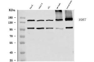 Western blot analysis of WDR7 using anti-WDR7 antibody (ABIN7599576).