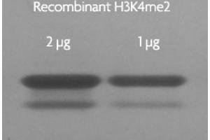 Recombinant Histone H3 dimethyl Lys4 analyzed by SDS-PAGE gel. (Histone 3 Protein (H3) (H3K4me2))