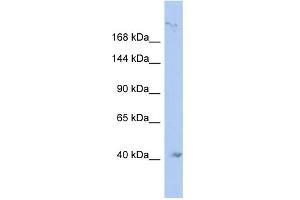 WB Suggested Anti-KIF1A Antibody Titration:  0. (KIF1A Antikörper  (N-Term))