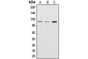 Western blot analysis of Beta-catenin expression in Jurkat (A), Raw264. (beta Catenin Antikörper  (N-Term))