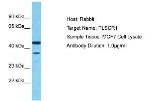 Host: Rabbit Target Name: PLSCR1 Sample Type: MCF7 Whole Cell lysates Antibody Dilution: 1. (PLSCR1 Antikörper  (Middle Region))