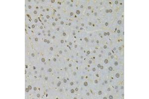 Immunohistochemistry of paraffin-embedded mouse liver using HMGB1 Antibody. (HMGB1 Antikörper  (AA 100-200))