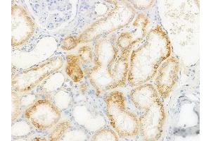ABIN6262554 and ABIN6272583 at 1/100 staining human normal kidney tissue by IHC-P.