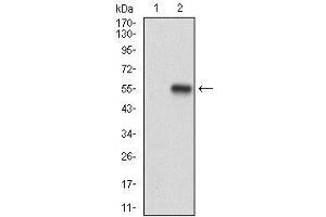 Western blot analysis using CD10 mAb against HEK293 (1) and CD10 (AA: 52-246)-hIgGFc transfected HEK293 (2) cell lysate. (MME Antikörper  (AA 52-246))