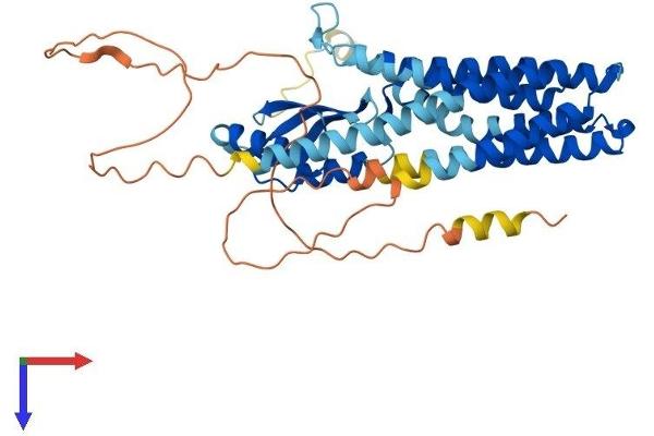 SLC30A4 Protein (AA 1-429) (His tag)