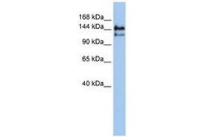 Image no. 1 for anti-Transcription Elongation Factor SPT5 (SUPT5H) (AA 396-445) antibody (ABIN6740366) (SUPT5H Antikörper  (AA 396-445))